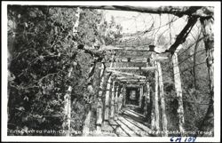 Vine Covered Path, Chinese Tea Garden, Breckenridge Park Postcard