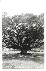 The Big Tree, Rockport Postcard