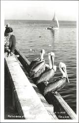 Pelicans Postcard