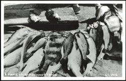 A Fair Catch - Freshly Caught Fish on Dock Postcard
