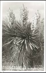 Yucca in bloom - Goose Island State Park Postcard