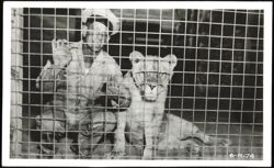 Man and Lion in Cage Postcard