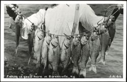 Man holding a stringer of fish, Burkesville, KY Postcard