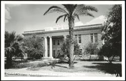 Dimmit County Court House with Palm Trees Postcard
