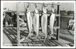 Tarpon Catch At Port Isabel, Texas Postcard