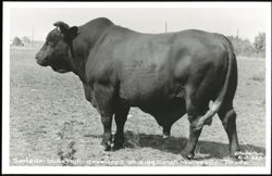 Santa Gertrude Bull - developed on King Ranch Postcard