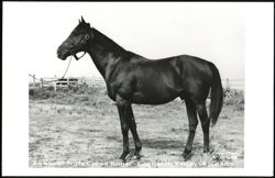 Assault - Triple Crown Winner King Ranch Postcard