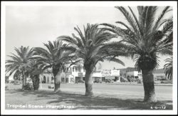 Tropical Scene with Palm Trees and Businesses Postcard