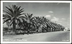 Row of Date Palms lining a street Postcard