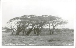Live Oaks in Rockport Postcard