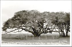 The Big Tree - Goose Island State Park Postcard
