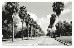 Palm Lined Street Postcard