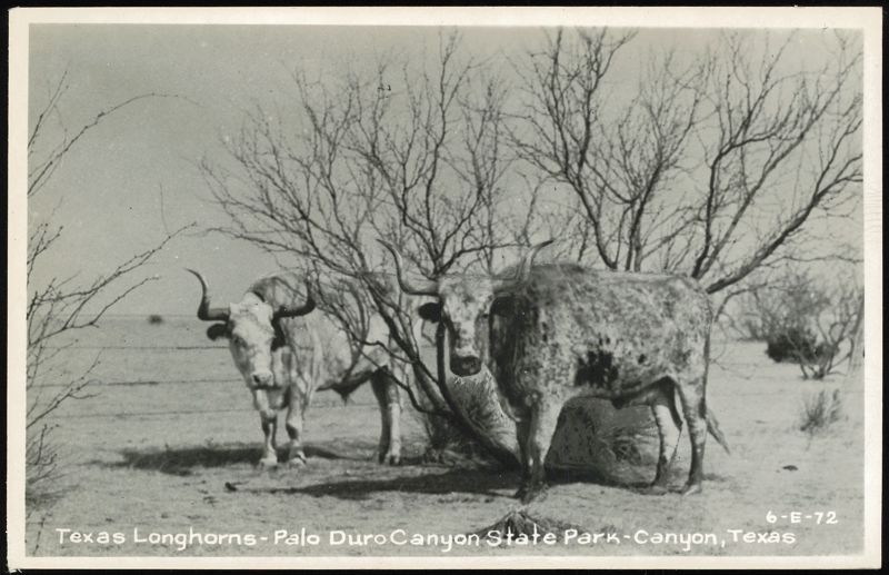 Texas Longhorns - Palo Duro Canyon State Park
