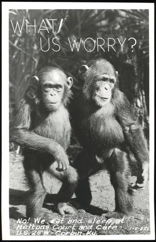 What Us Worry? Chimpanzees - Heltons Court and Cafe Corbin Kentucky