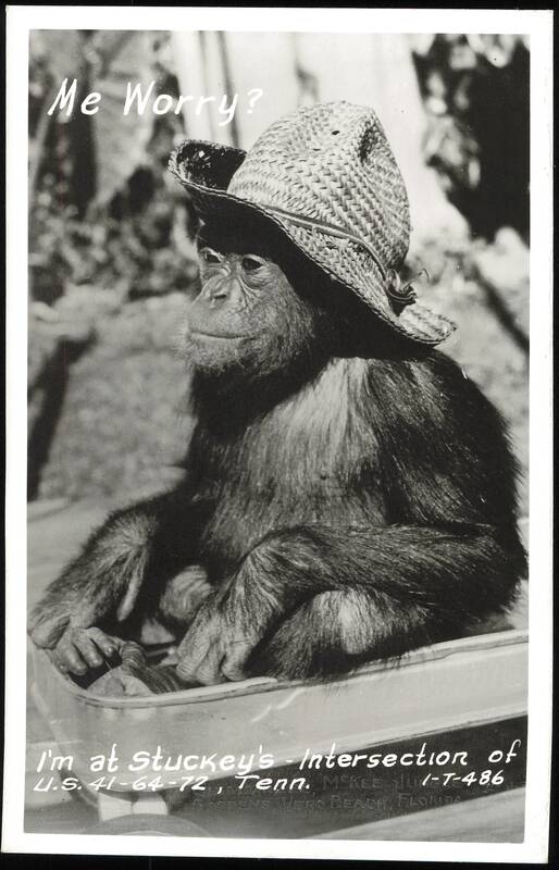 Chimpanzee in a straw hat, Me Worry? Vero Beach Florida