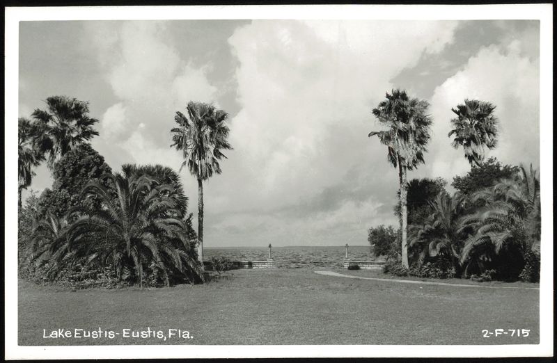 Palm Trees and Lake Eustis View, Eustis, Florida