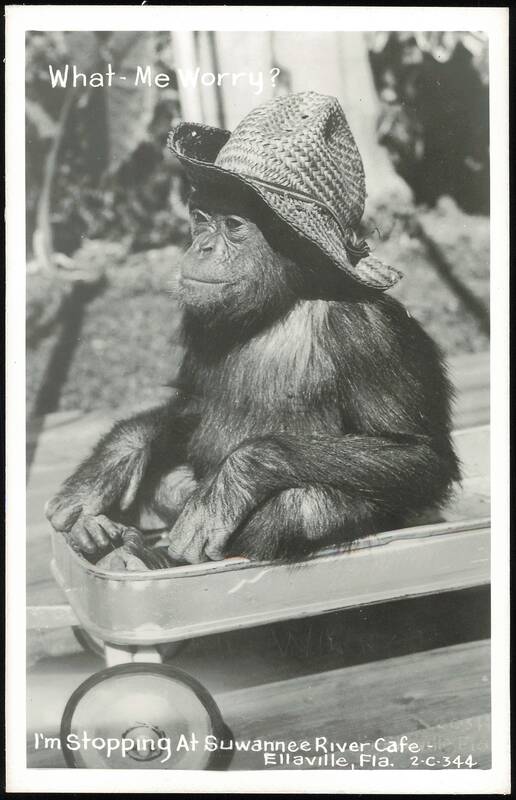 Chimpanzee in straw hat with What Me Worry? text Ellaville Florida