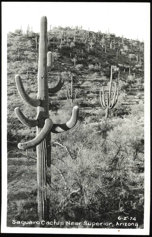 Saguaro Cactus Near Superior Arizona