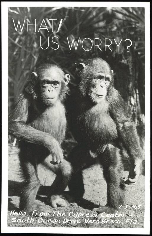 Chimpanzees with 'What, Us Worry?' caption at The Cypress Center Vero Beach Florida
