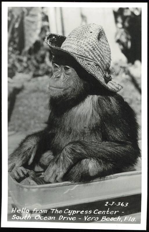 Chimpanzee in a straw hat at The Cypress Center, Vero Beach, FL Florida