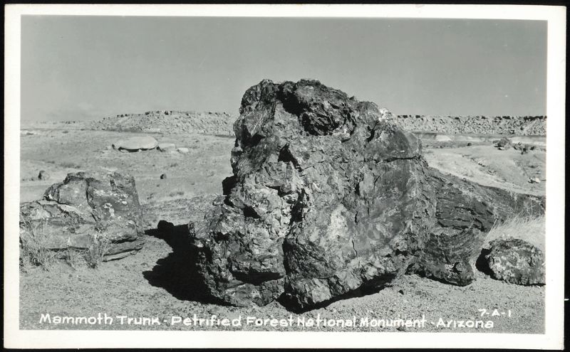 Mammoth Trunk - Petrified Forest National Monument Arizona