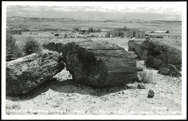 Scene in Rainbow Forest - Petrified Forest Natl. Monument Petrified Forest National Park Arizona
