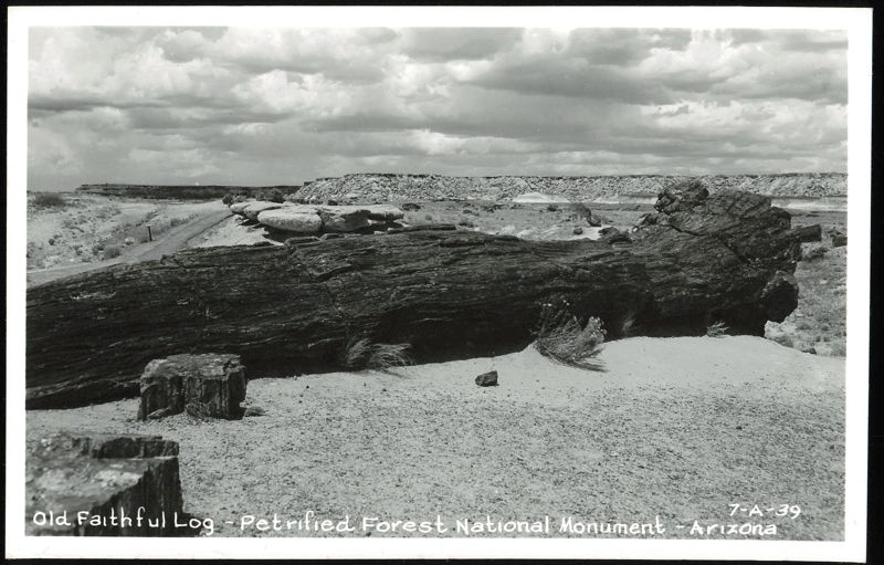 Old Faithful Log - Petrified Forest National Monument Arizona