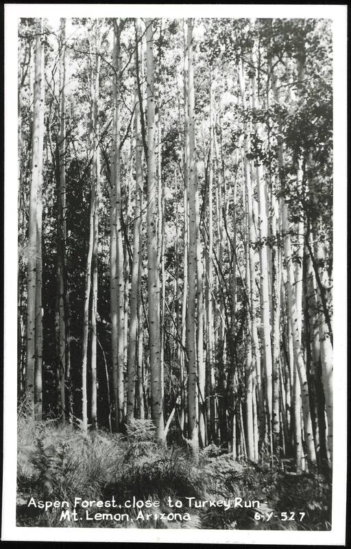 Aspen Forest, close to Turkey Run Mt. Lemon Arizona