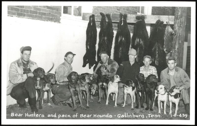 Bear Hunters and Pack of Bear Hounds Gatlinburg Tennessee