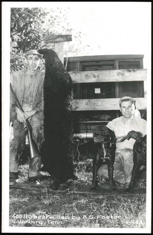 400 lb. bear killed by B.G. Foster Gatlinburg Tennessee