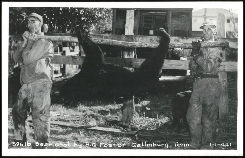 396 lb. Bear Shot by B.G. Foster Gatlinburg Tennessee