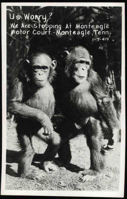 Us Worry? Chimpanzees at Monteagle Motor Court Tennessee