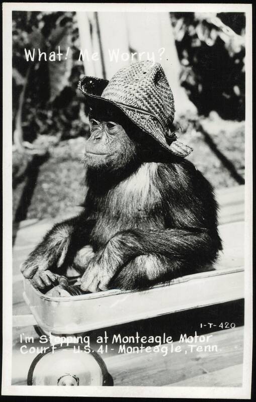 Chimpanzee in a straw hat with 'What! Me Worry?' caption Monteagle Tennessee