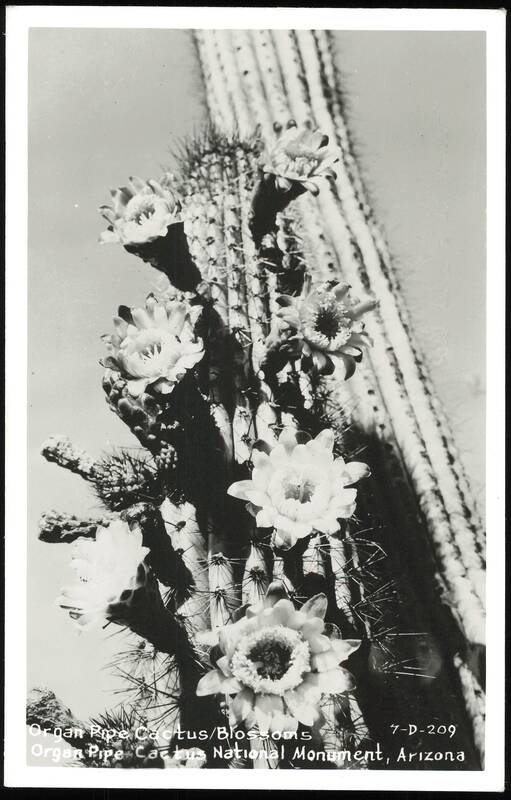 Organ Pipe Cactus Blossoms Arizona