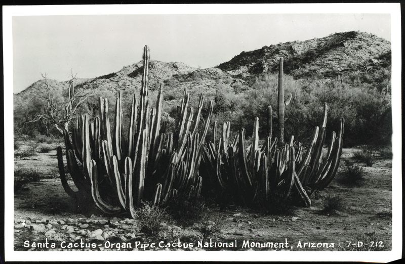 Senita Cactus - Organ Pipe Cactus National Monument Arizona