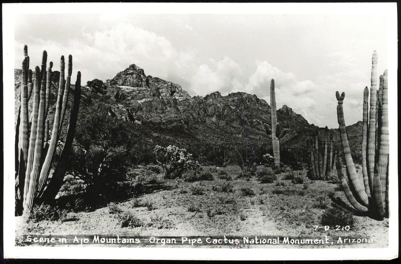 Scene in Ajo Mountains - Organ Pipe Cactus National Monument Arizona