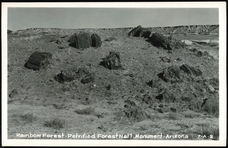 Rainbow Forest - Petrified Forest Nat'l. Monument Arizona