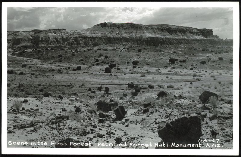 Scene in the First Forest - Petrified Forest Natl. Monument Arizona