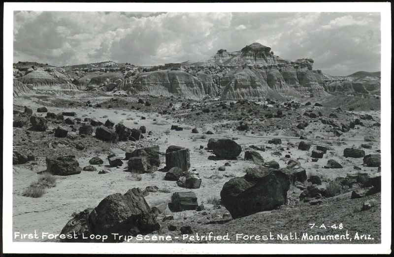 First Forest Loop Trip Scene - Petrified Forest National Monument Arizona