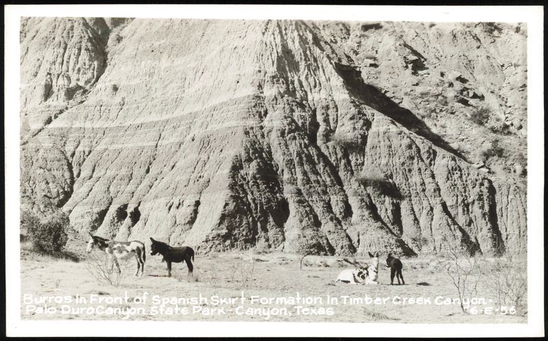 Burros In Front of Spanish Skirt Formation In Timber Creek Canyon Texas