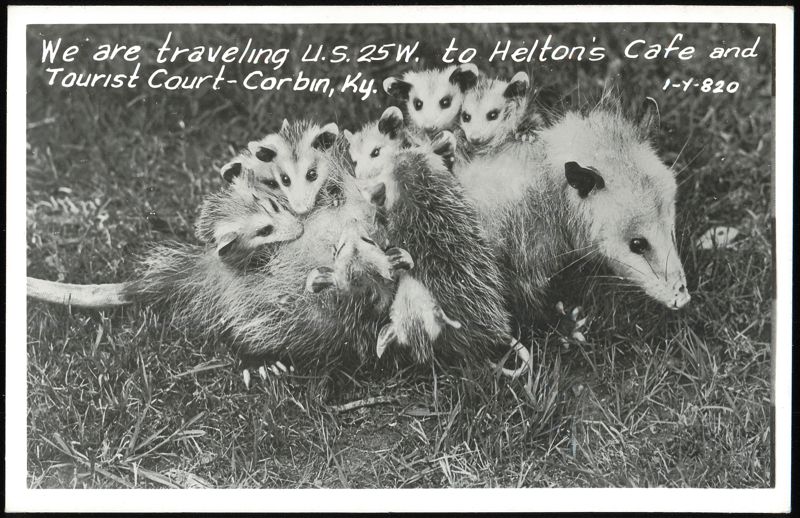 Opossum with babies on its back, Helton's Cafe and Tourist Court Corbin Kentucky