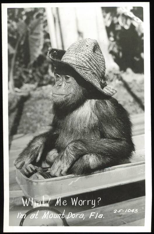 Chimpanzee in Straw Hat with 'What! Me Worry?' Caption Mount Dora Florida