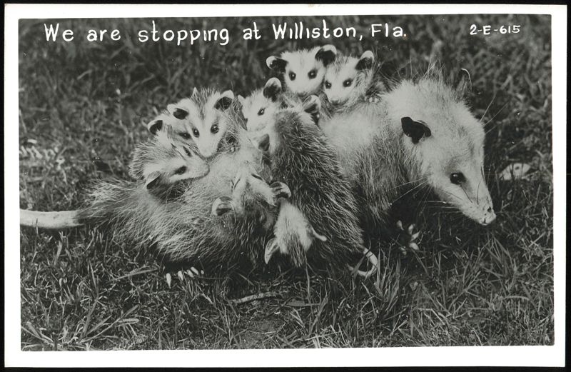 Mother Opossum with Babies on Back, Williston, FL Florida
