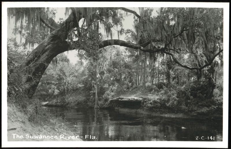 Suwannee River with Spanish Moss-Draped Trees Florida