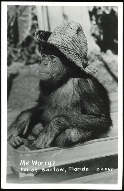 Chimpanzee in Straw Hat, 'Me Worry? Bartow Florida