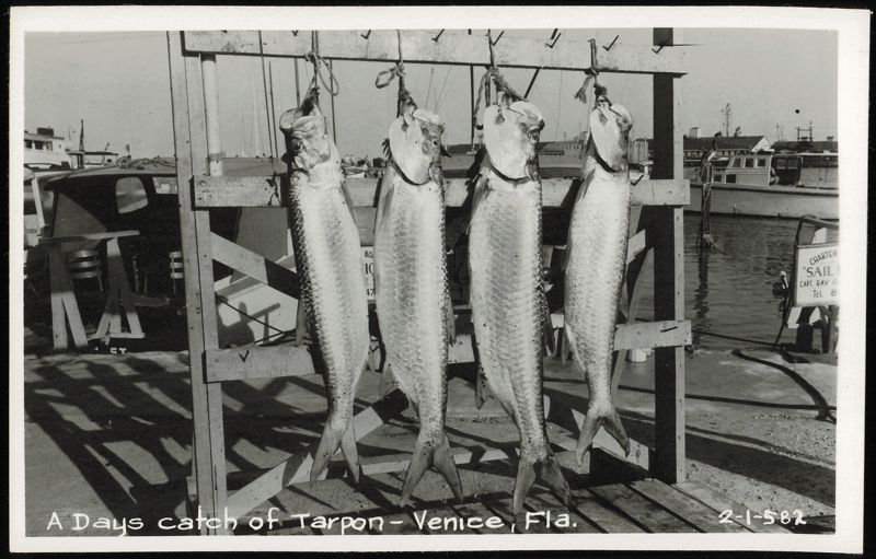 A Days catch of Tarpon Venice Florida