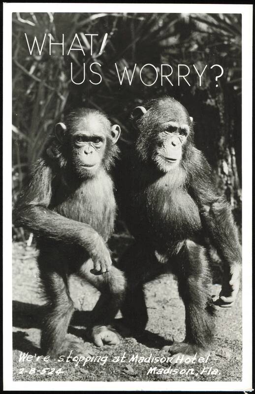 Two Chimpanzees with 'What Us Worry?' Caption Madison Florida