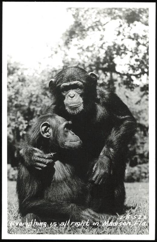 Two Chimpanzees Embracing in Madison, Florida