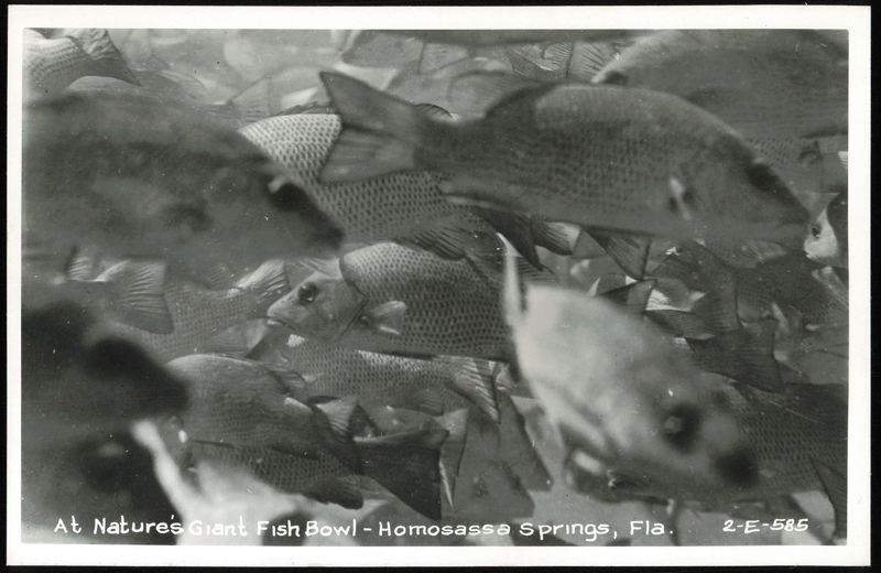 At Nature's Giant Fish Bowl - Homosassa Springs Florida
