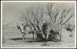 Texas Longhorns - Palo Duro Canyon State Park Postcard